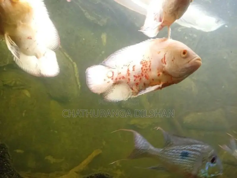 Oscar Fish
