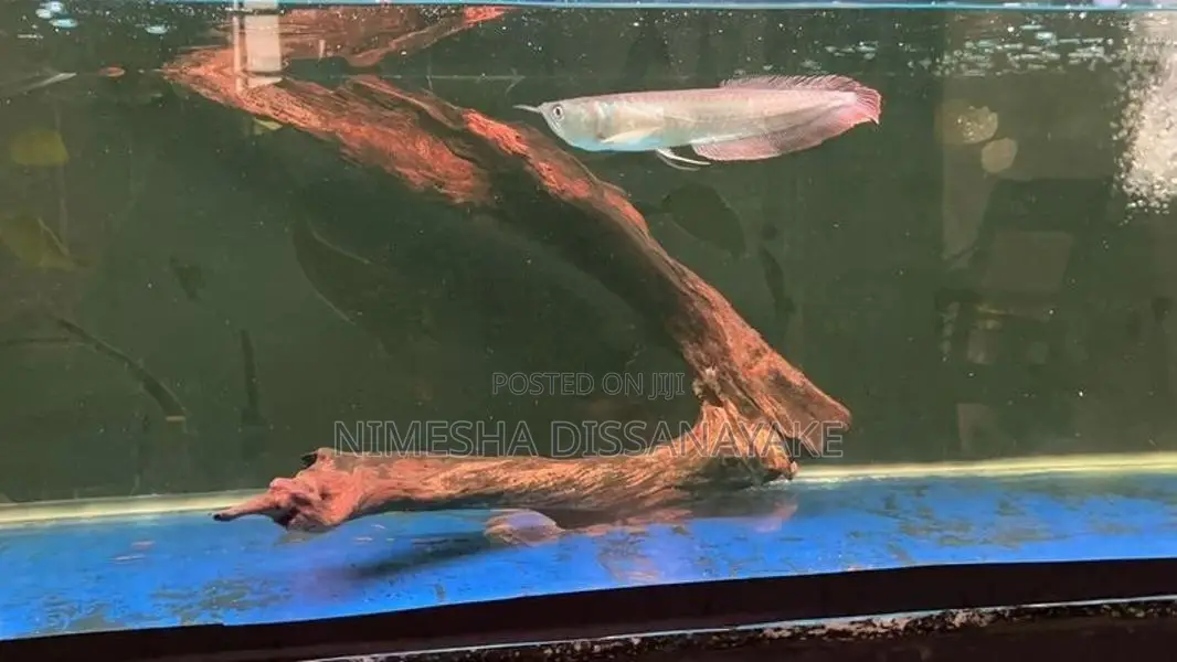4 Feet Fish Tank