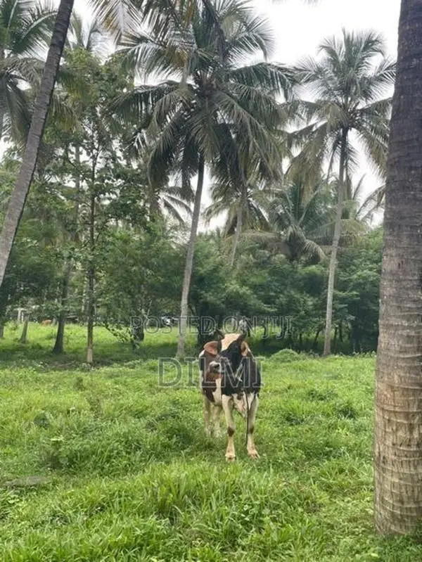 Milk Cows
