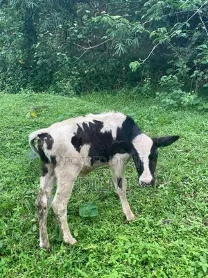 Milk Cows