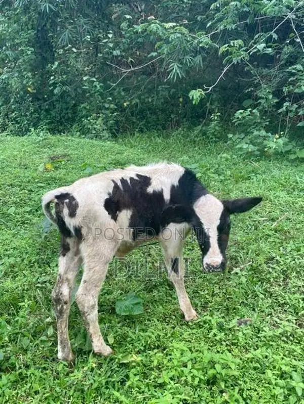 Milk Cows