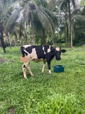 Milk Cows