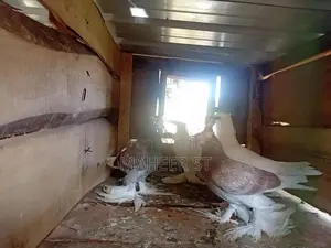 Pigeons