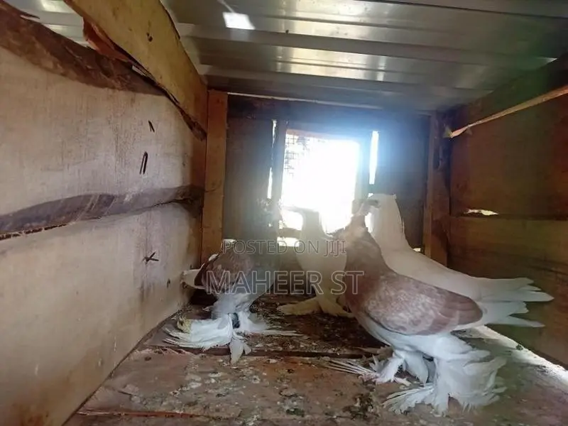 Pigeons