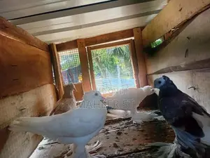 Pigeons
