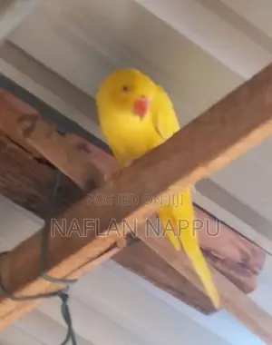 Parrot