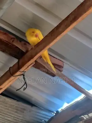 Parrot
