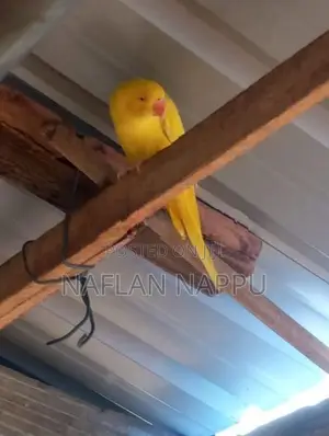 Parrot