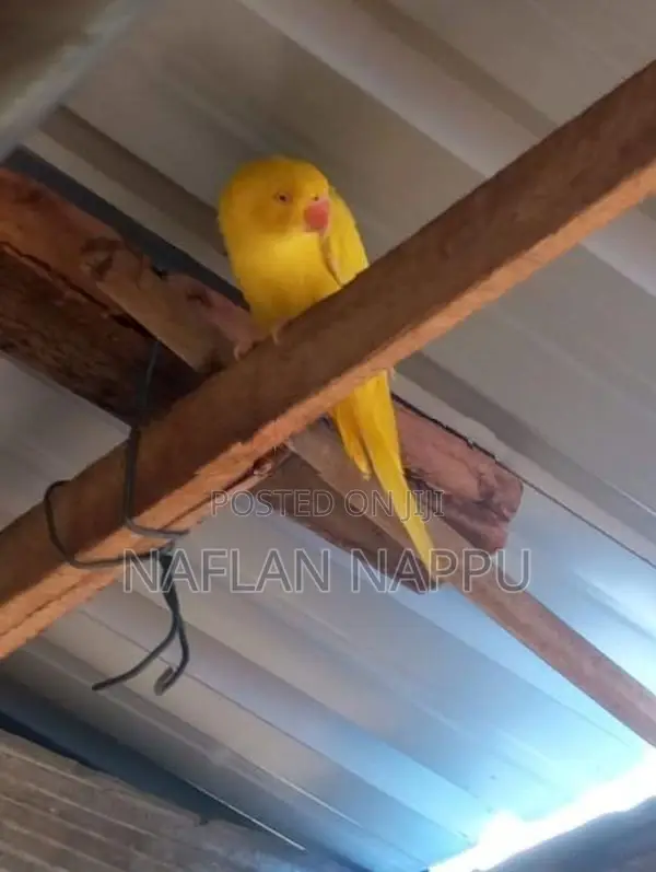 Parrot