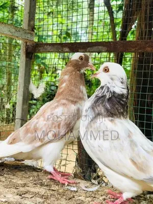 Timing Pigeon