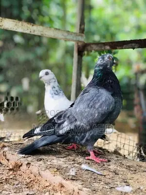 Timing Pigeon