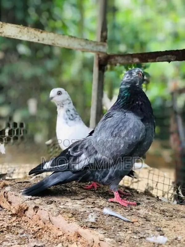 Timing Pigeon