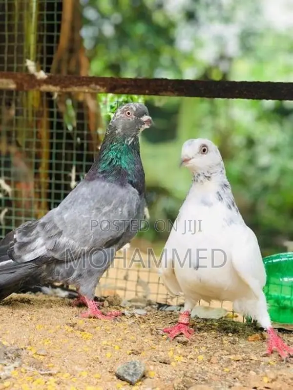 Timing Pigeon