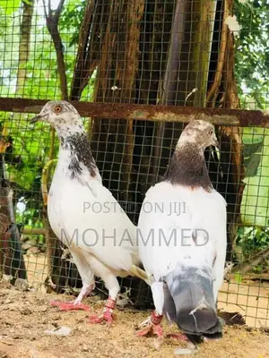 Timing Pigeon