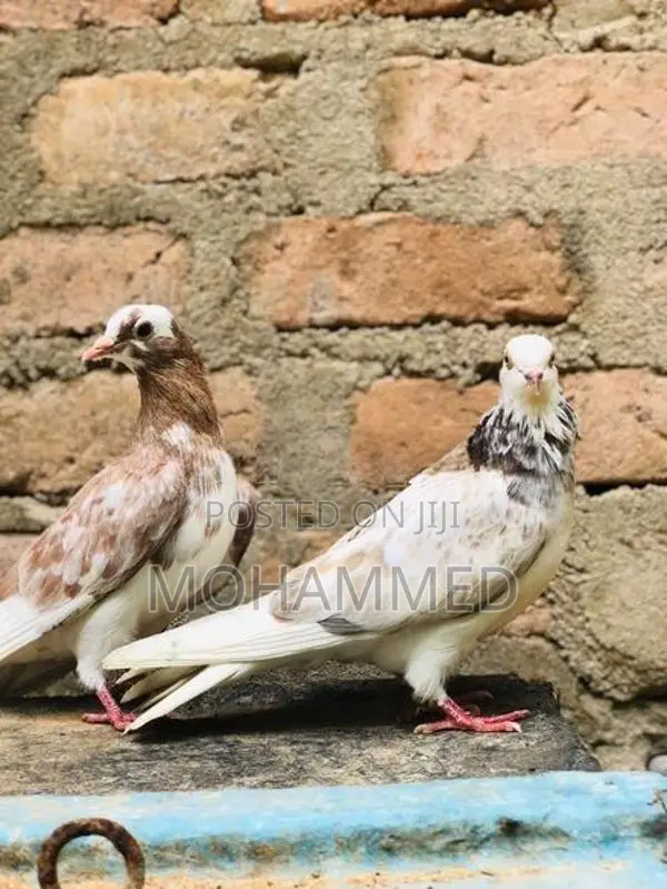 Timing Pigeon