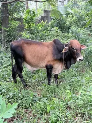 Farm Cow