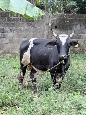 Farm Cow