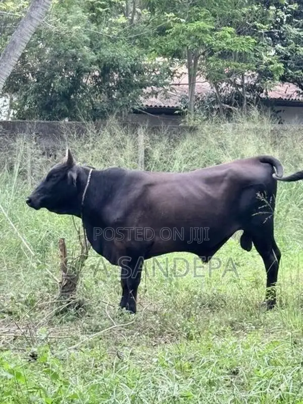 Farm Cow