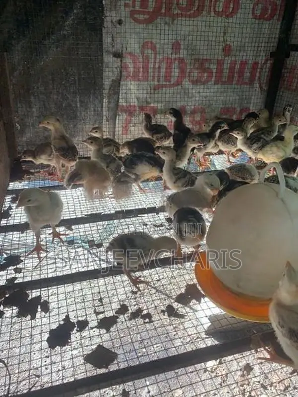 கோழிக்குஞ்சு