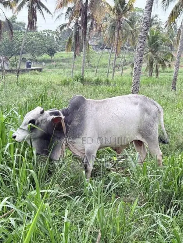 Farm Cow