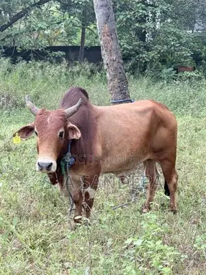 Farm Cow