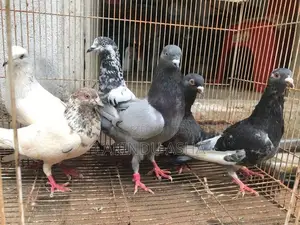 Pigeons
