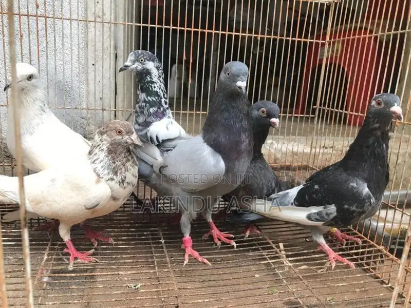 Pigeons