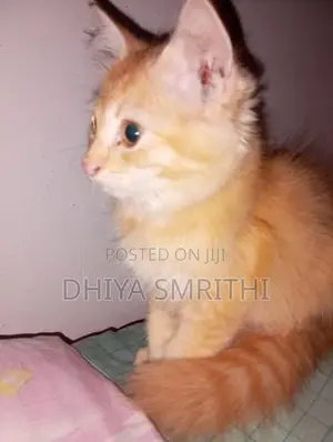 Ginger Persian Cat