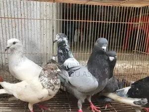 Pigeons