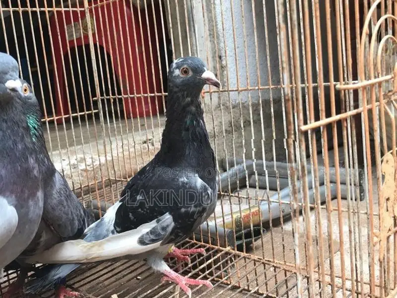 Pigeons