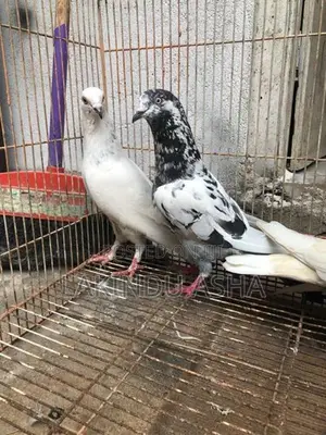 Pigeons