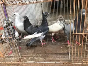 Pigeons