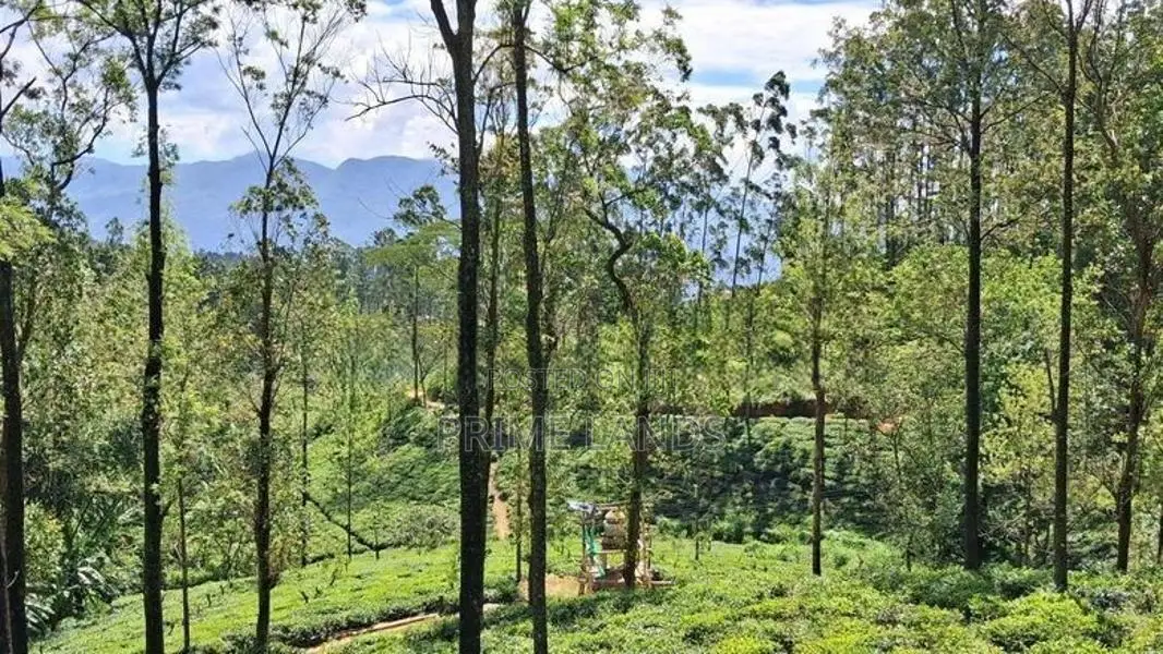 Valuable Land for Sale in Pussellawa