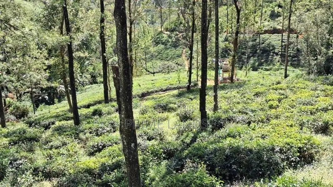 Valuable Land for Sale in Pussellawa
