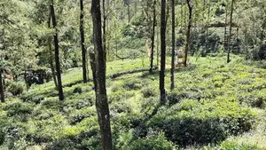 Valuable Land for Sale in Pussellawa
