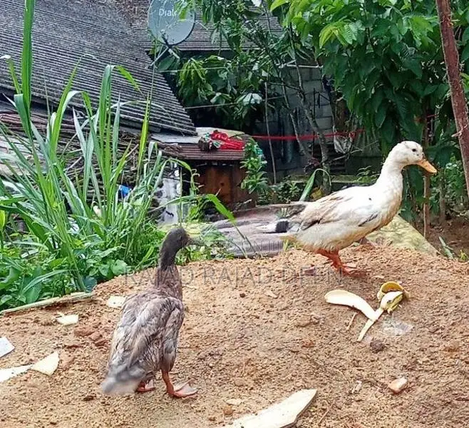 Farm Ducks