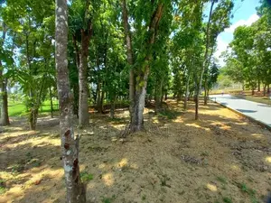 Land for Sale with Mahogany Trees Koralaima