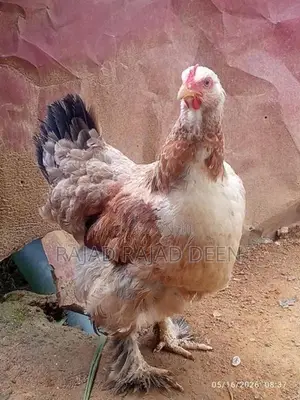 Farm Hens