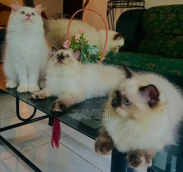Persian Kittens