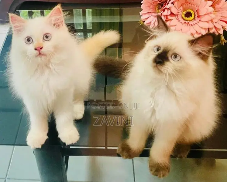 Persian Kittens