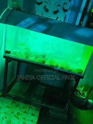 Fish Tank