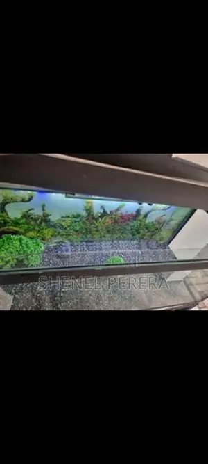 4ft Fish Tank with All Accessories