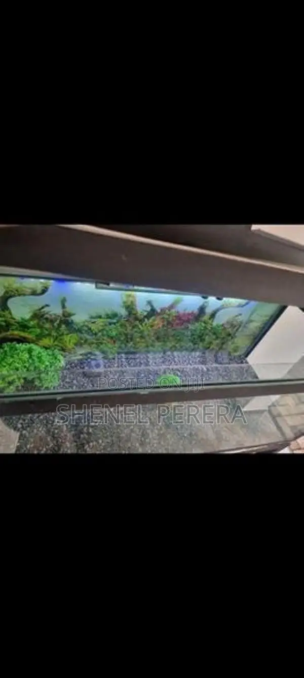 4ft Fish Tank with All Accessories