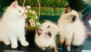 Persian Kittens