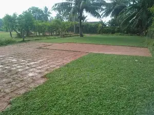 Malaysian Grass