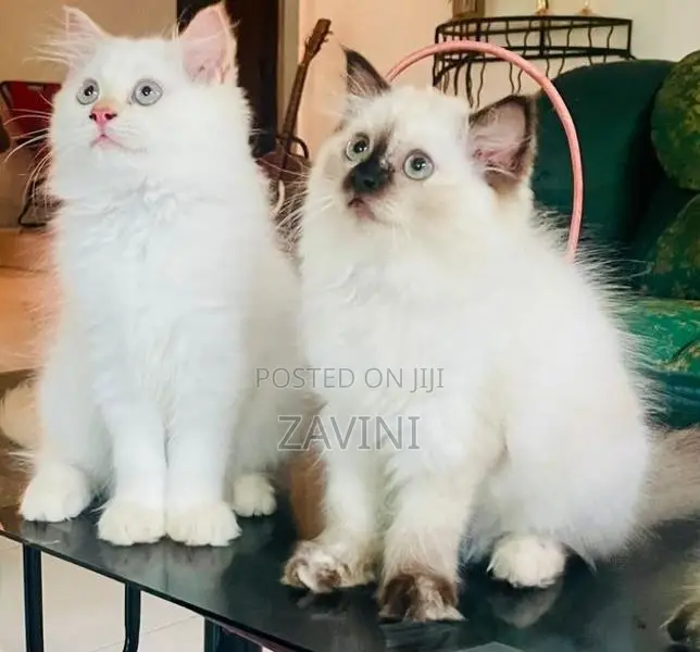 Persian Kittens