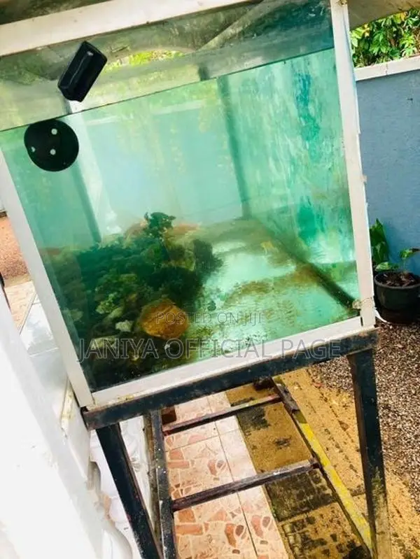 Fish Tank