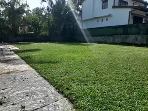 Malaysian Grass