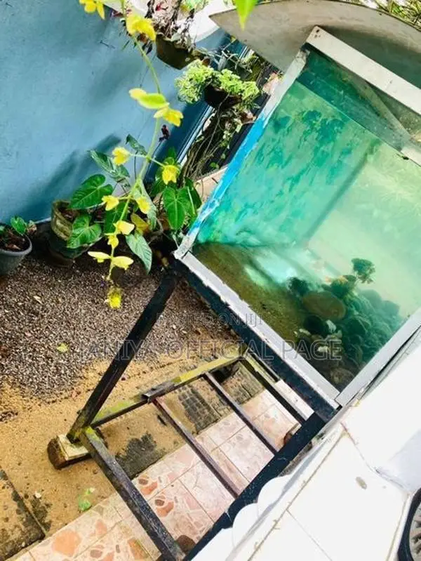 Fish Tank