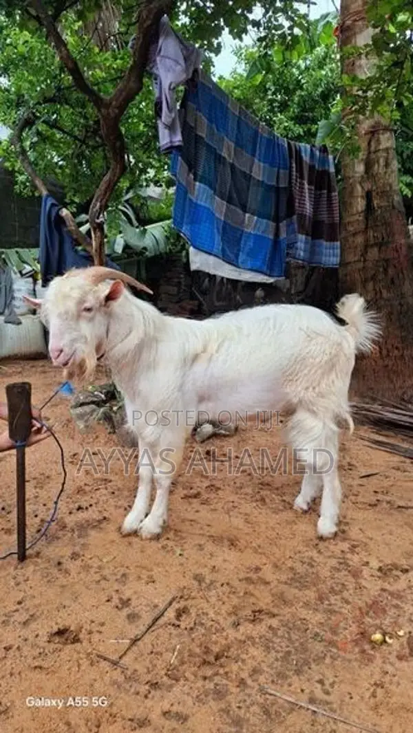 Male Goat